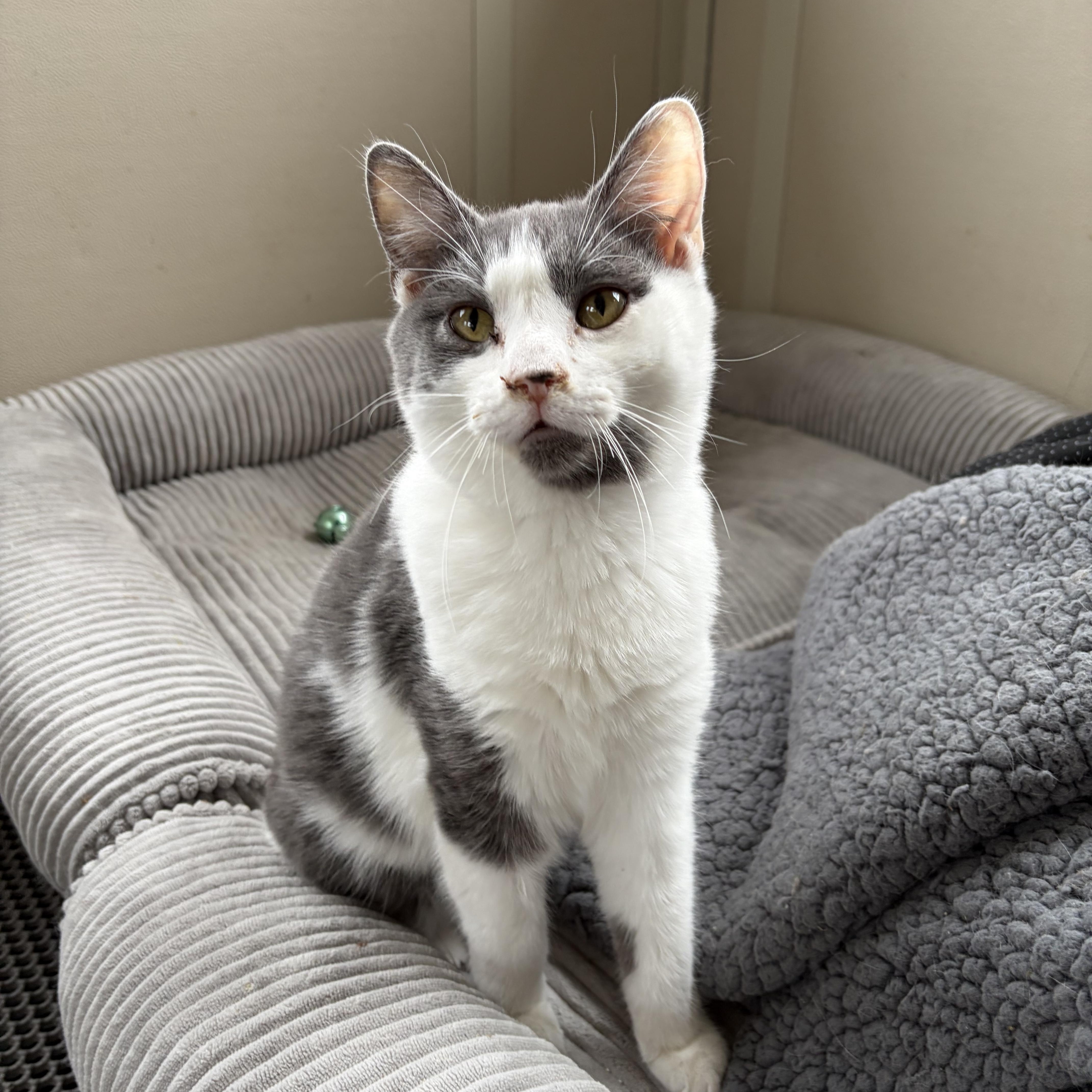 Darby, ADOPTABLE, Young Male American Shorthair.