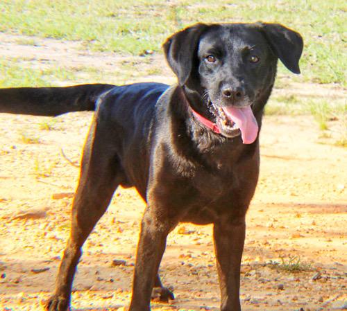 Enlarge Udon, an adopted mixed breed in Killingworth, CT image 3/5