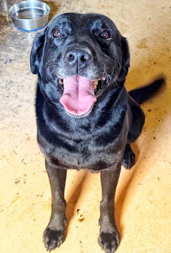 Enlarge Udon, an adopted mixed breed in Killingworth, CT image 2/5