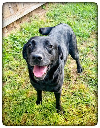 Udon, adopted, Senior Male Black Labrador Retriever.