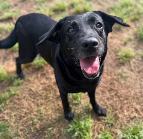 Enlarge Udon, an adopted mixed breed in Killingworth, CT image 4/5