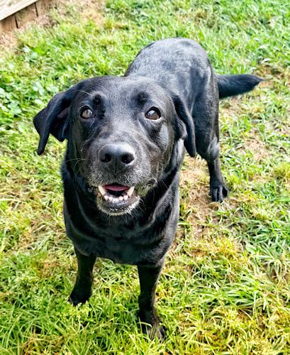 Enlarge Udon, an adopted mixed breed in Killingworth, CT image 5/5