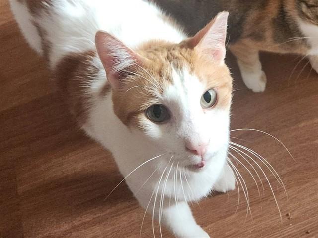 Enlarge TRAILBLAZER*, a Adoptable Domestic Short Hair in Tucson, AZ image 1/1