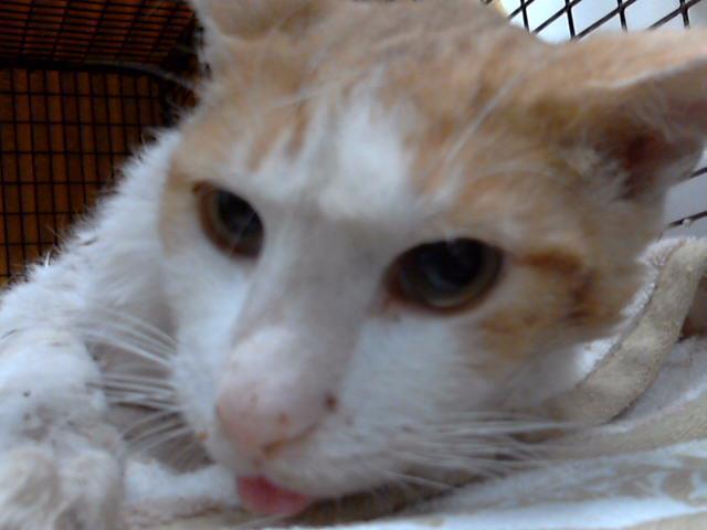 Enlarge TRAILBLAZER*, a Adoptable Domestic Short Hair in Tucson, AZ image 1/1