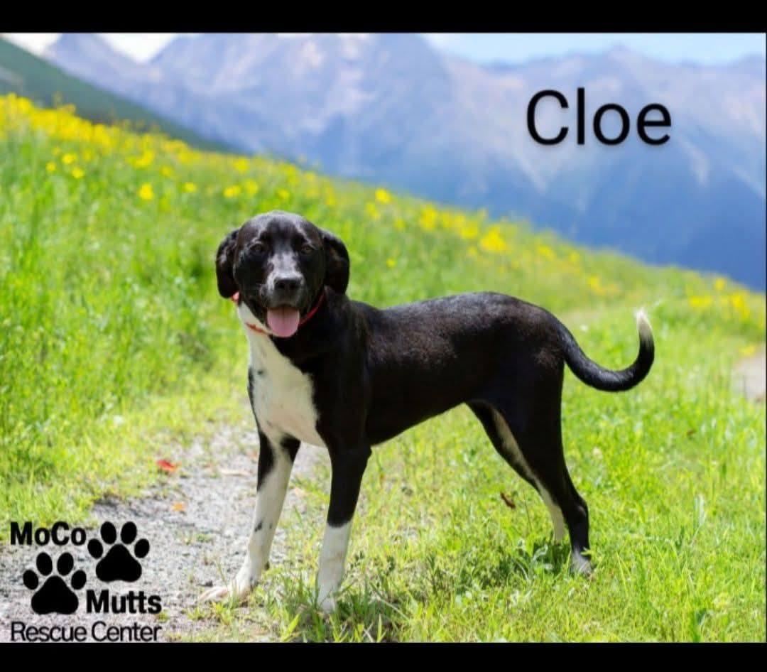 Chloe - available 9/5/25