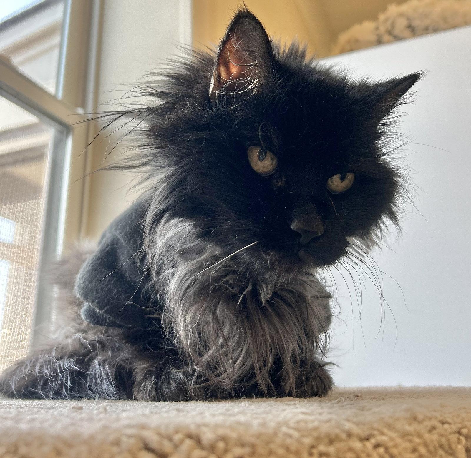 Enlarge Missy, a Adoptable Domestic Long Hair in Arlington, VT image 1/3
