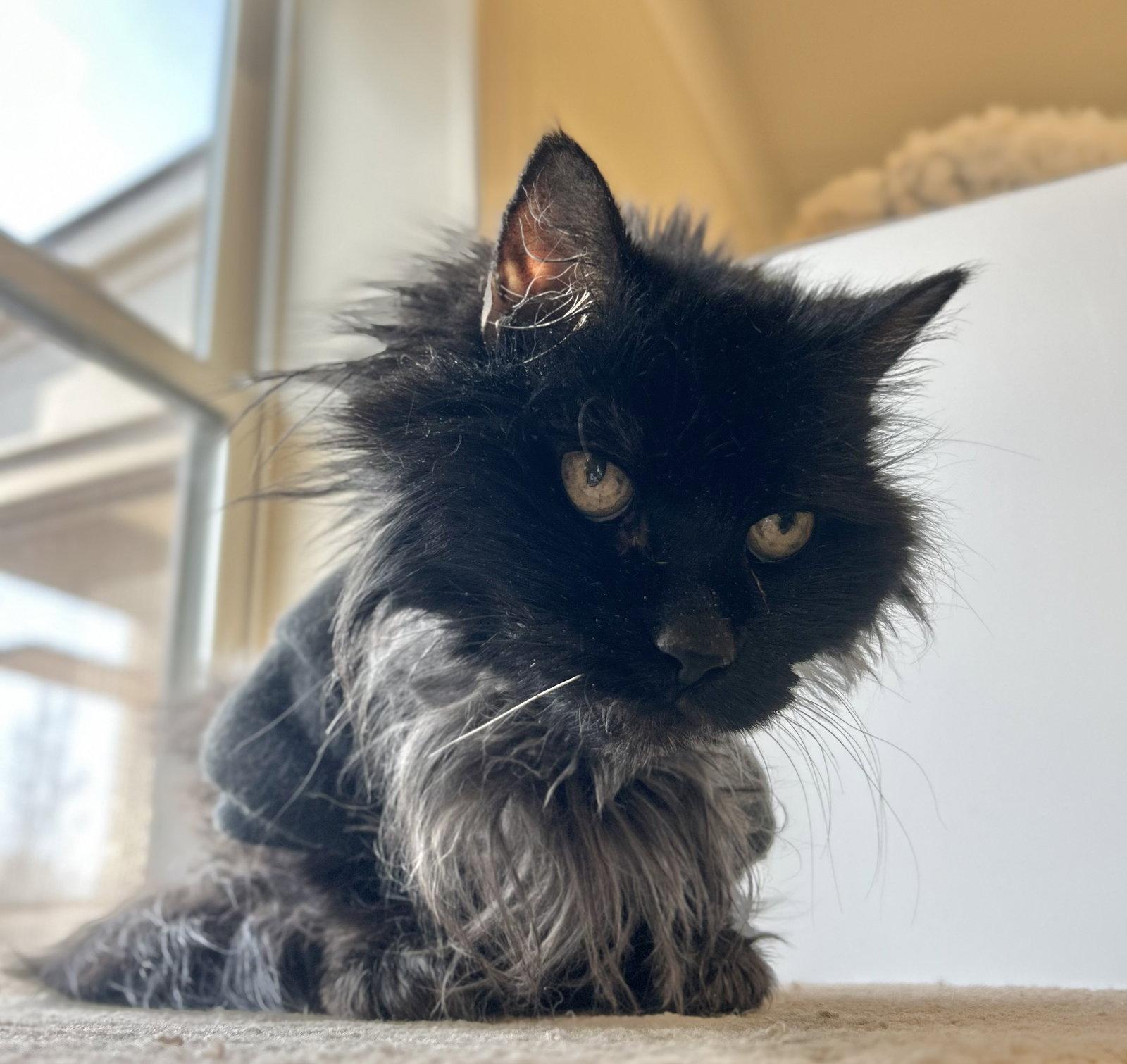 Missy, Adoptable, Senior Female Domestic Long Hair.