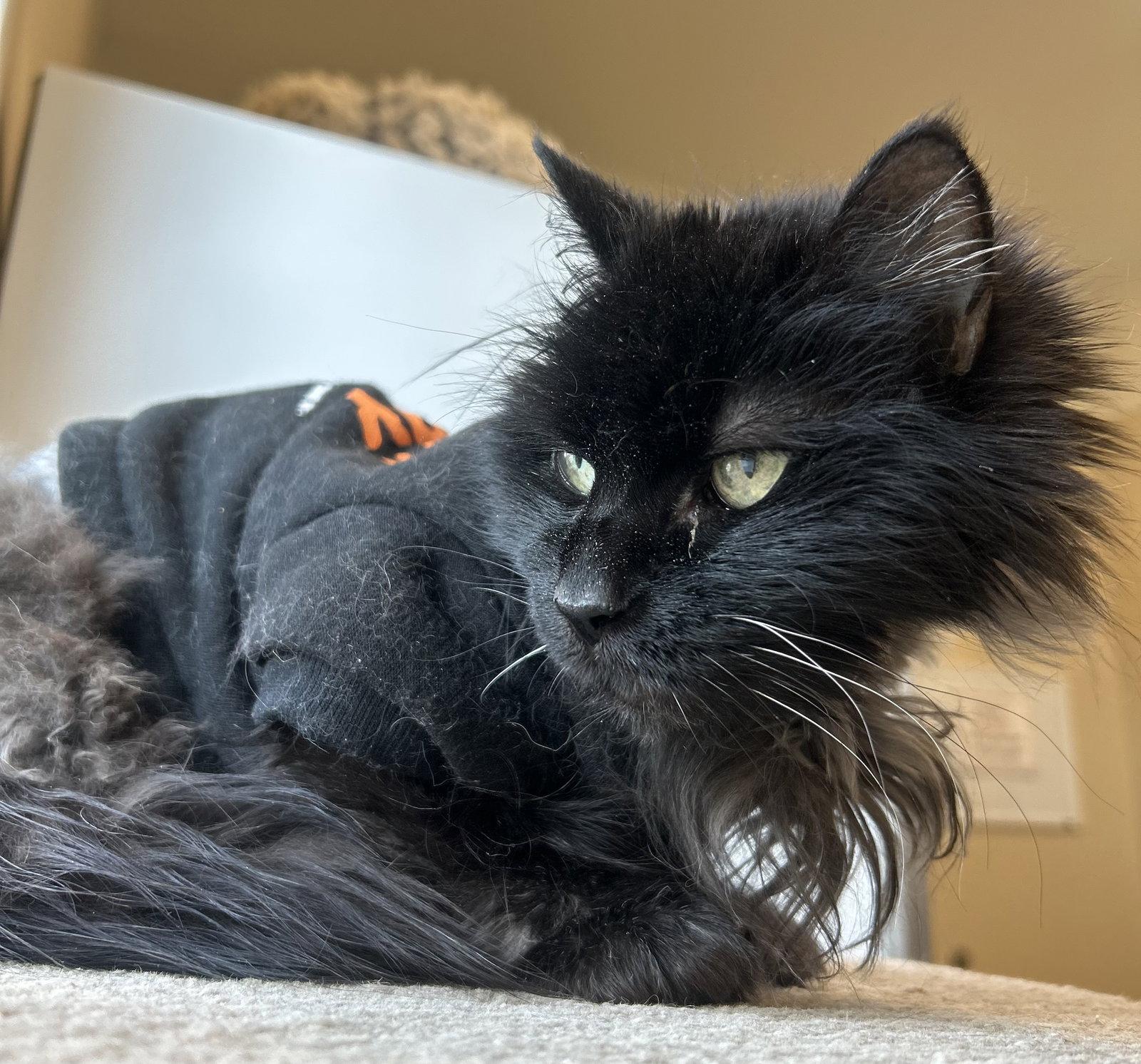 Enlarge Missy, a Adoptable Domestic Long Hair in Arlington, VT image 3/3