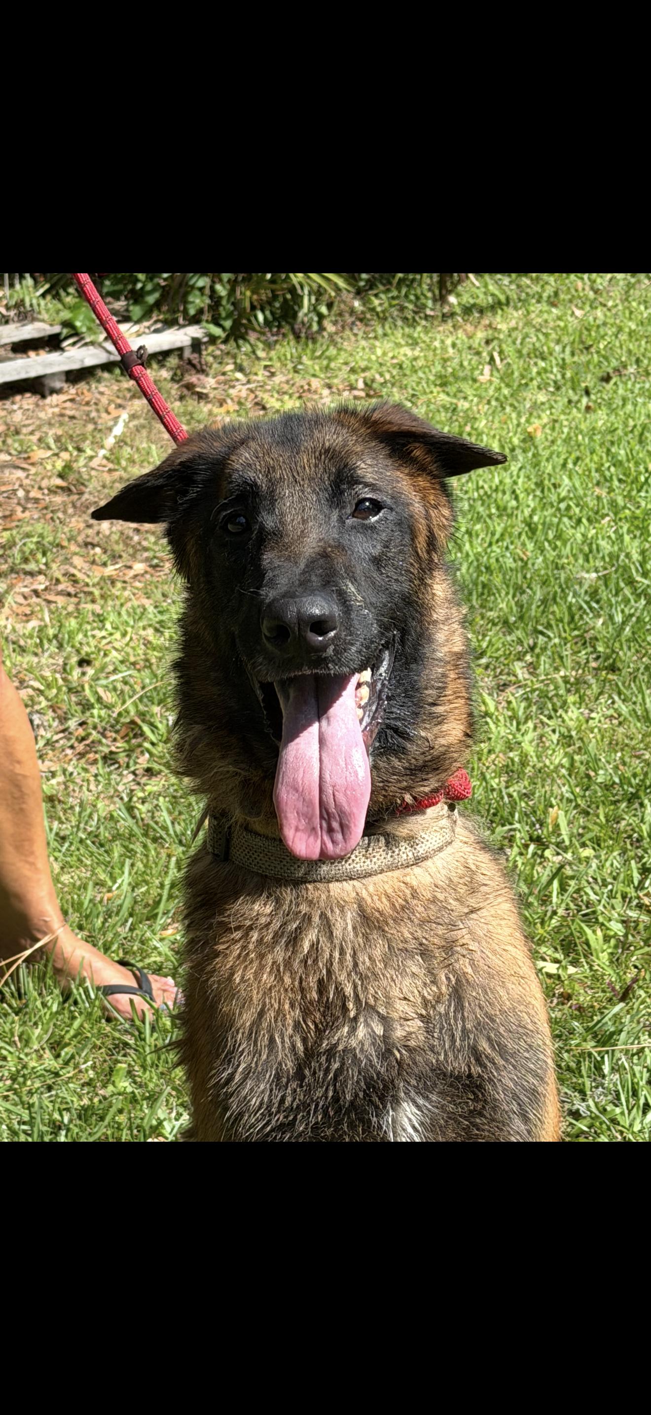 Enlarge Sweeney , a ADOPTABLE Belgian Shepherd / Malinois in Oviedo, FL image 2/3