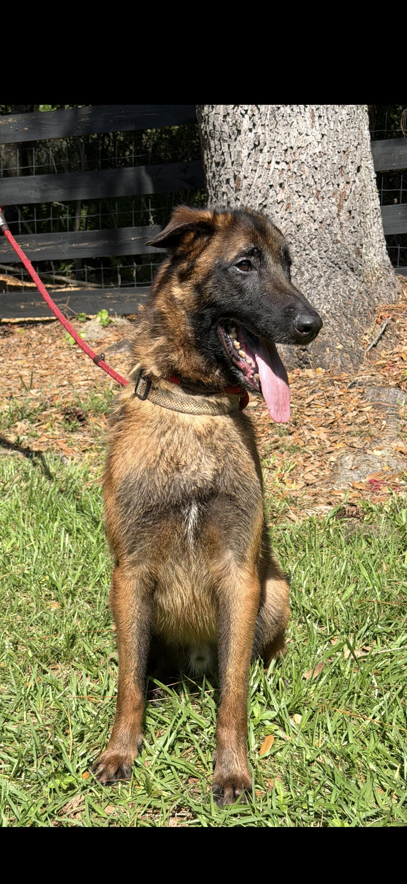 Enlarge Sweeney , a ADOPTABLE Belgian Shepherd / Malinois in Oviedo, FL image 3/3
