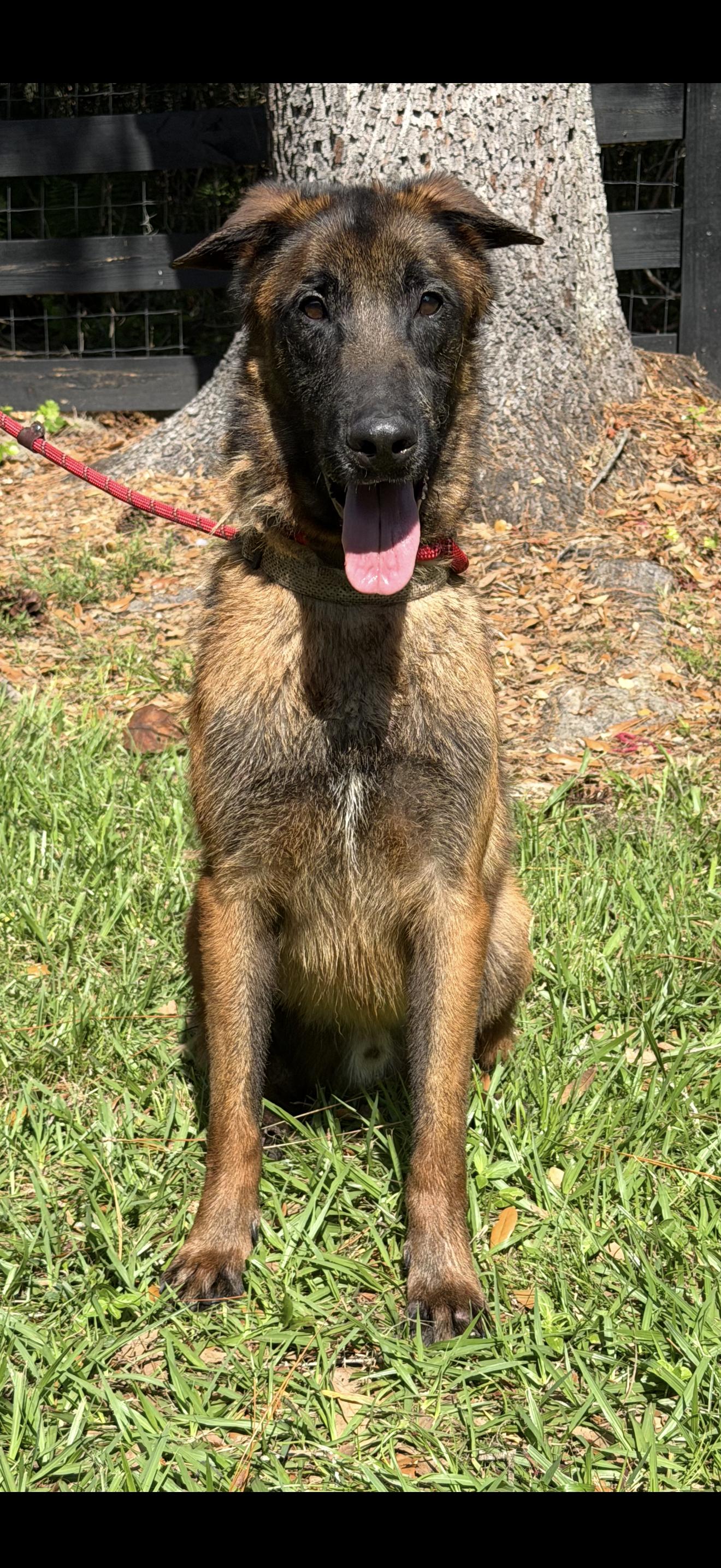 Enlarge Sweeney , a ADOPTABLE Belgian Shepherd / Malinois in Oviedo, FL image 1/3
