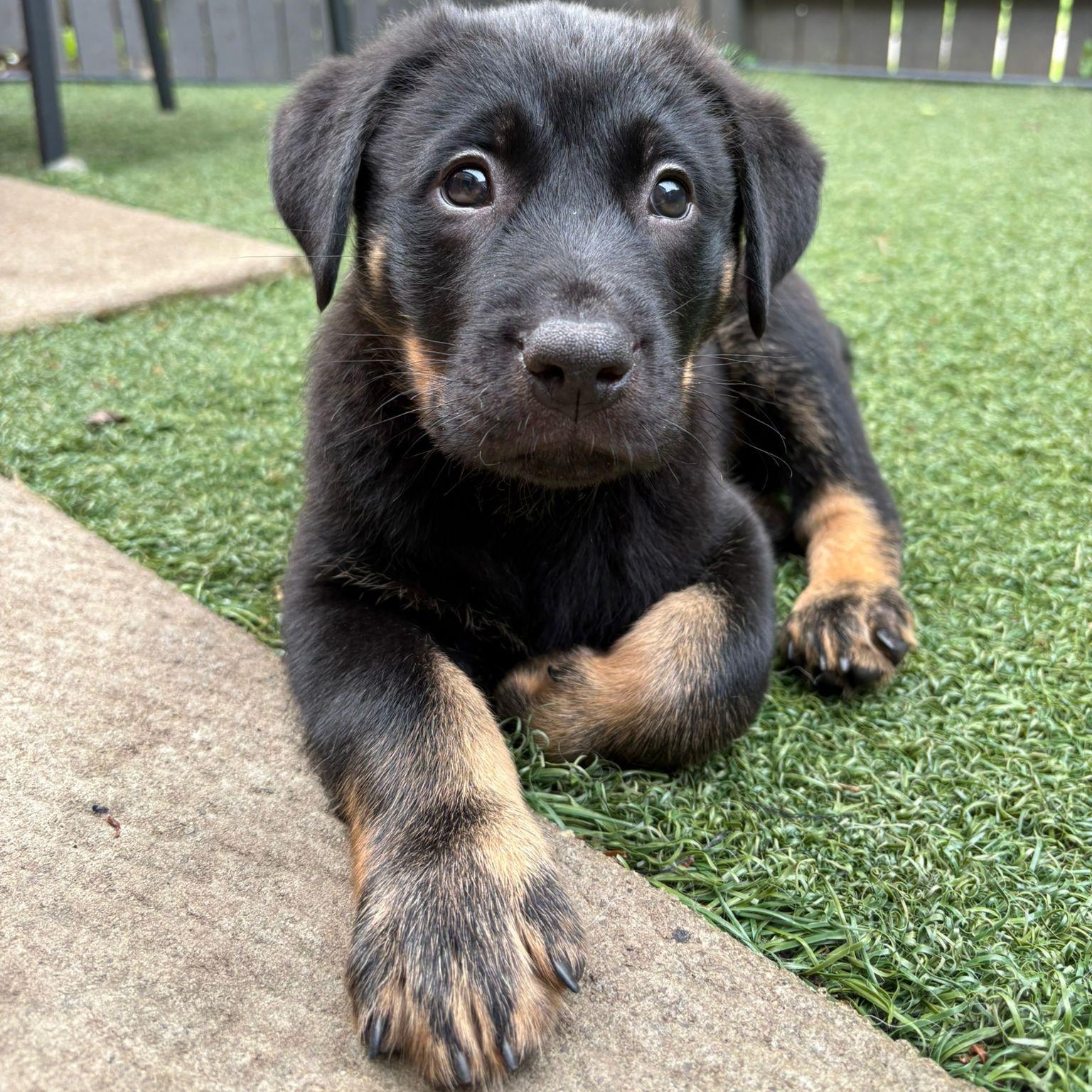 Erid, Adoptable, Puppy Male Labrador Retriever.