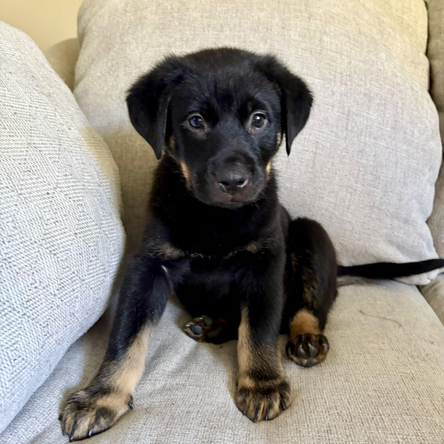 Enlarge Erid, a Adoptable mixed breed in Brantford, ON image 2/6