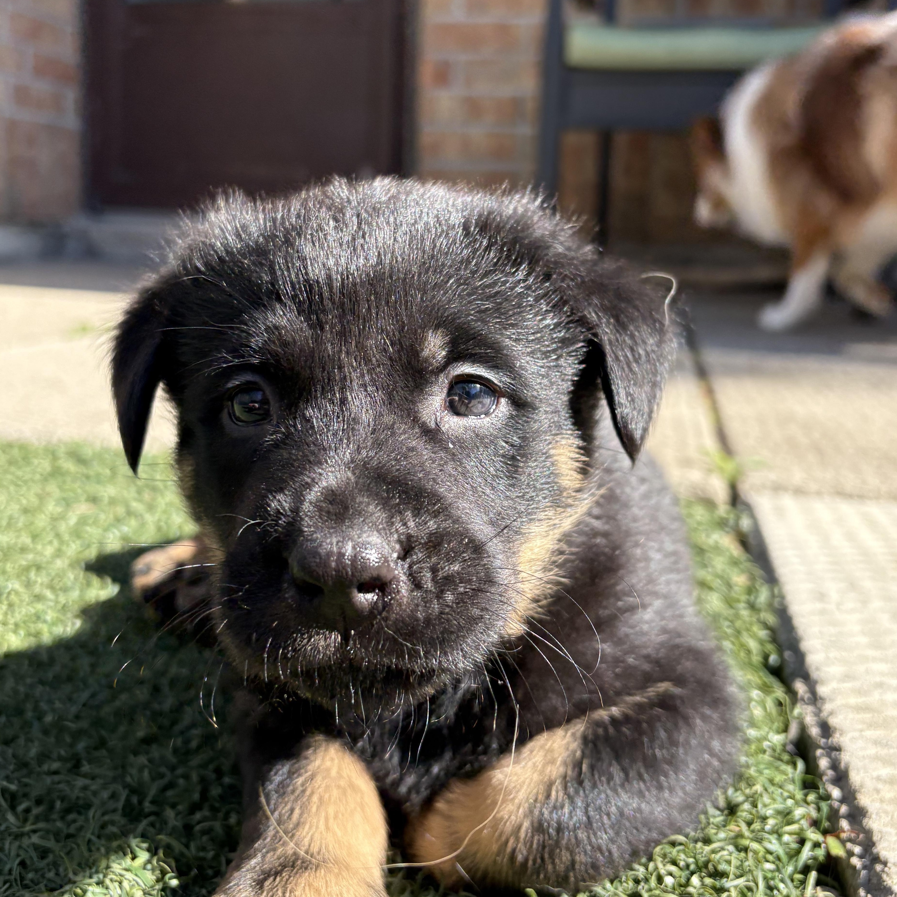 Enlarge Erid, a Adoptable mixed breed in Brantford, ON image 6/6