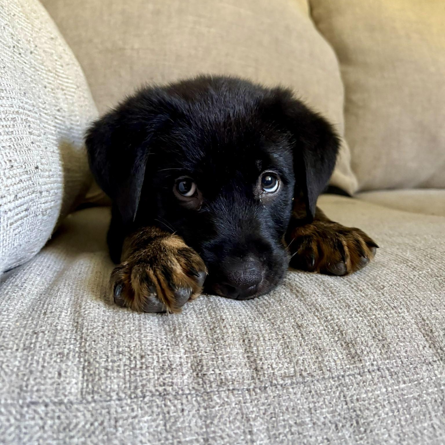 Enlarge Erid, a Adoptable mixed breed in Brantford, ON image 5/6