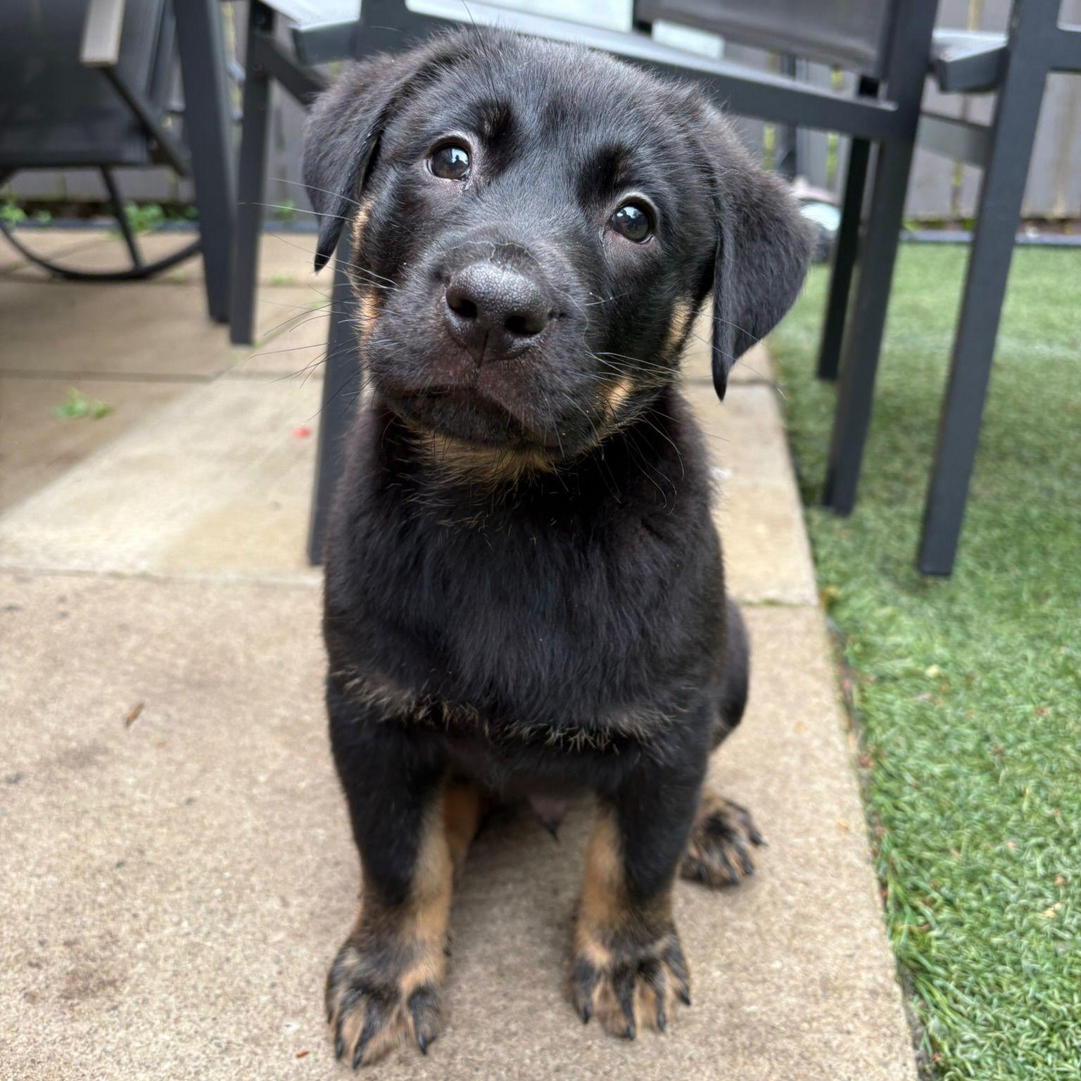 Enlarge Erid, a Adoptable mixed breed in Brantford, ON image 3/6