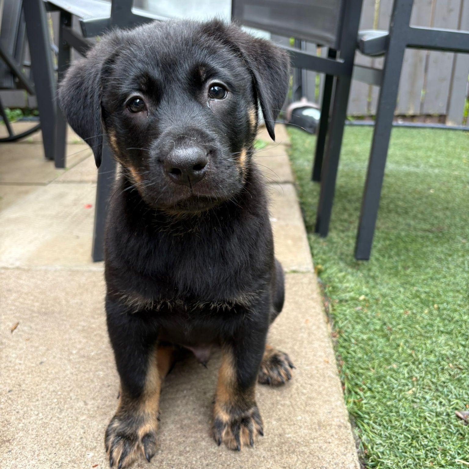 Enlarge Erid, a Adoptable mixed breed in Brantford, ON image 4/6