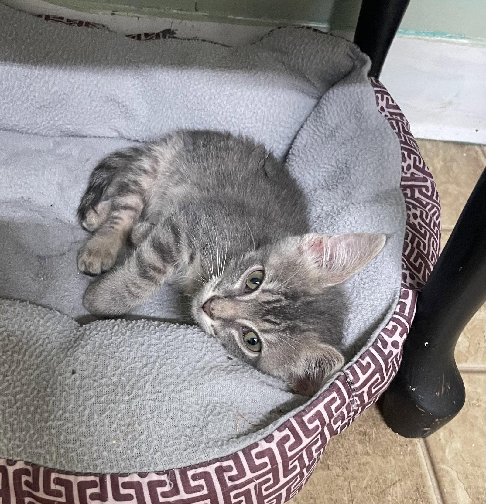 Cloud, Adoptable, Kitten Male Domestic Short Hair.