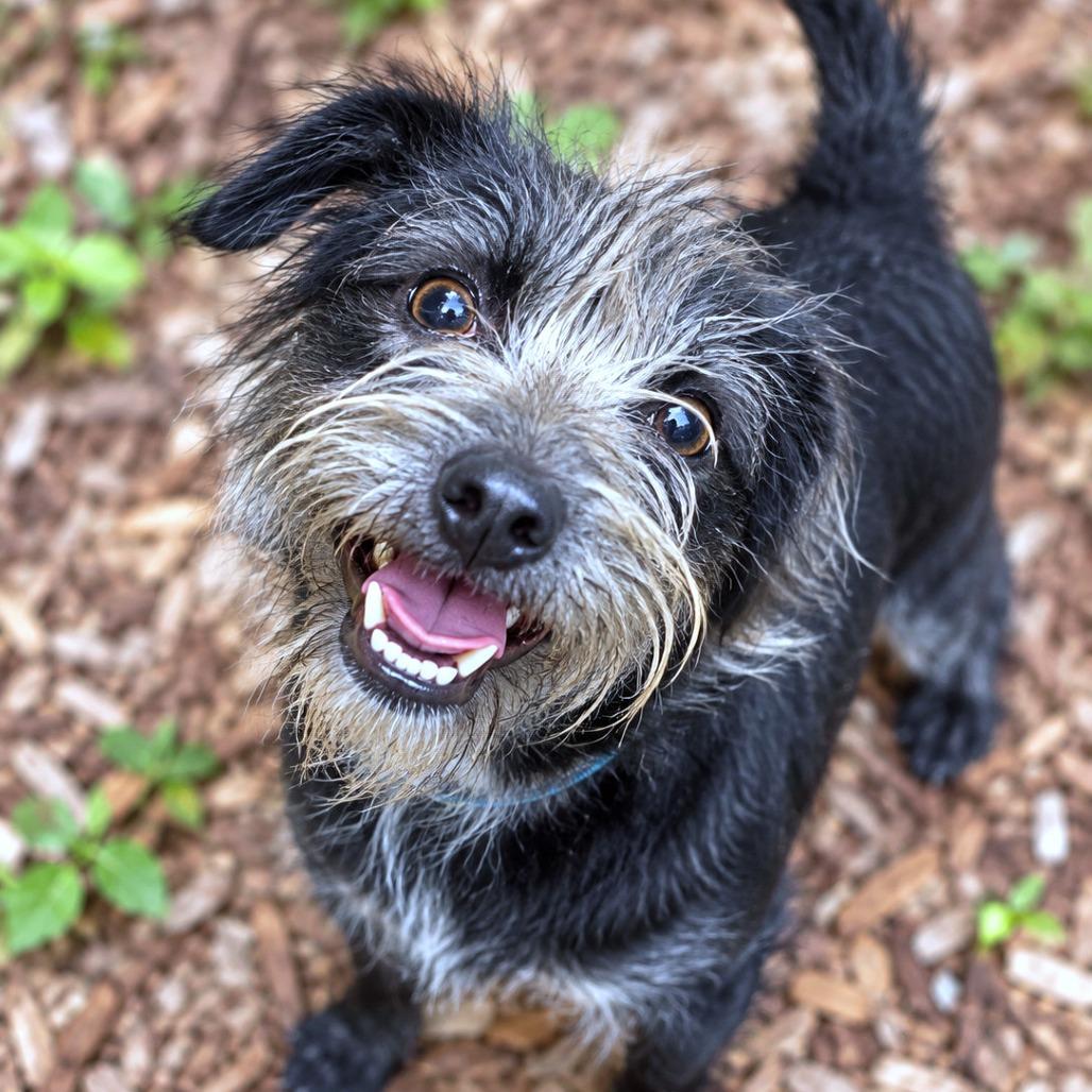 Enlarge Banjo, a Adoptable mixed breed in Boerne, TX image 1/6