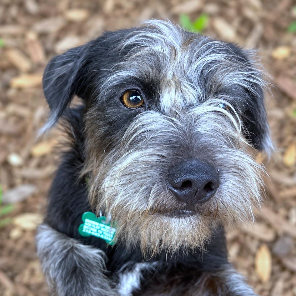 Enlarge Banjo, a Adoptable mixed breed in Boerne, TX image 2/6