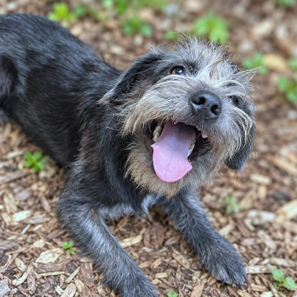 Enlarge Banjo, a Adoptable mixed breed in Boerne, TX image 3/6