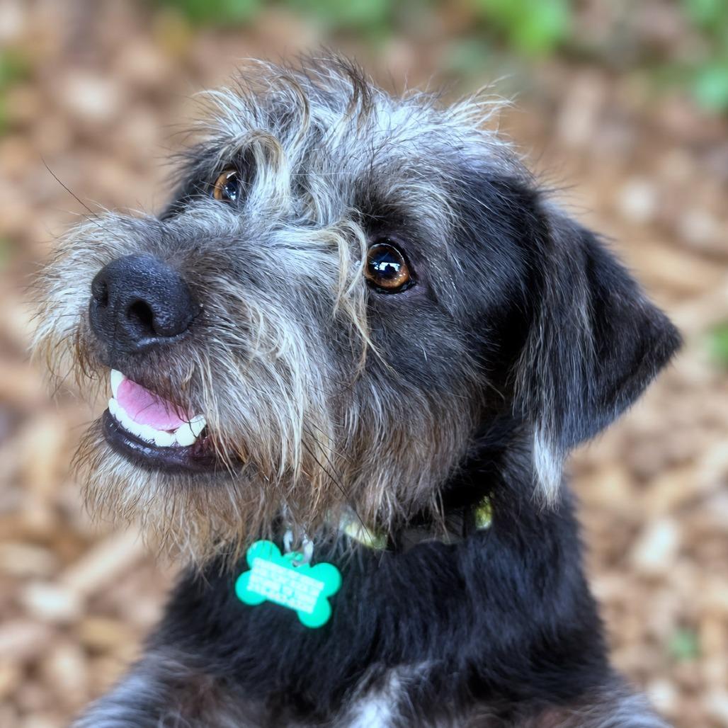 Enlarge Banjo, a Adoptable mixed breed in Boerne, TX image 4/6