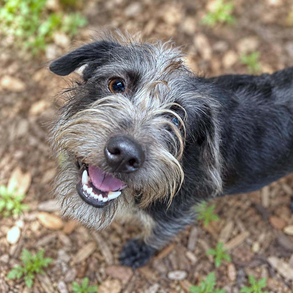 Enlarge Banjo, a Adoptable mixed breed in Boerne, TX image 5/6