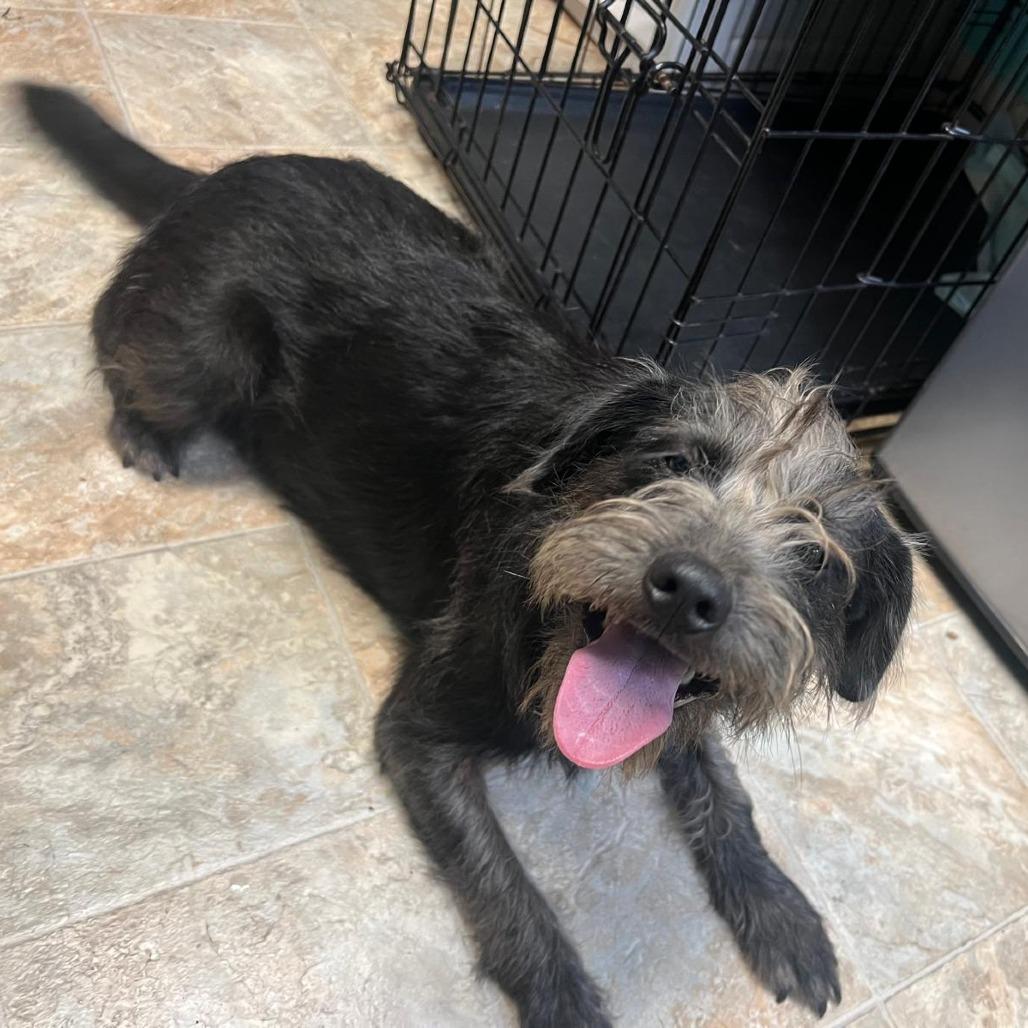 Enlarge Banjo, a Adoptable mixed breed in Boerne, TX image 6/6