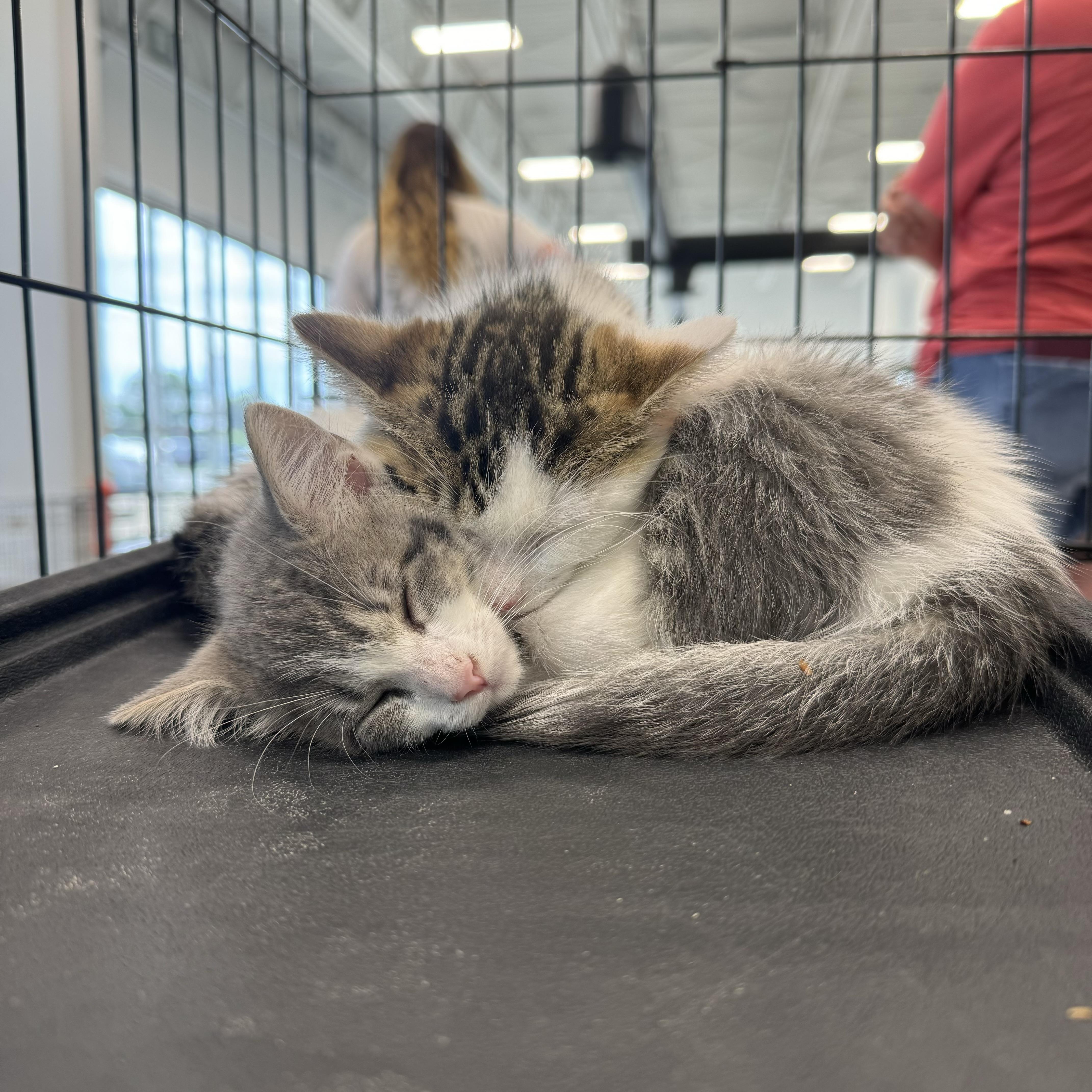 Rolo, a ADOPTABLE Domestic Medium Hair in China Township, MI image 4/6