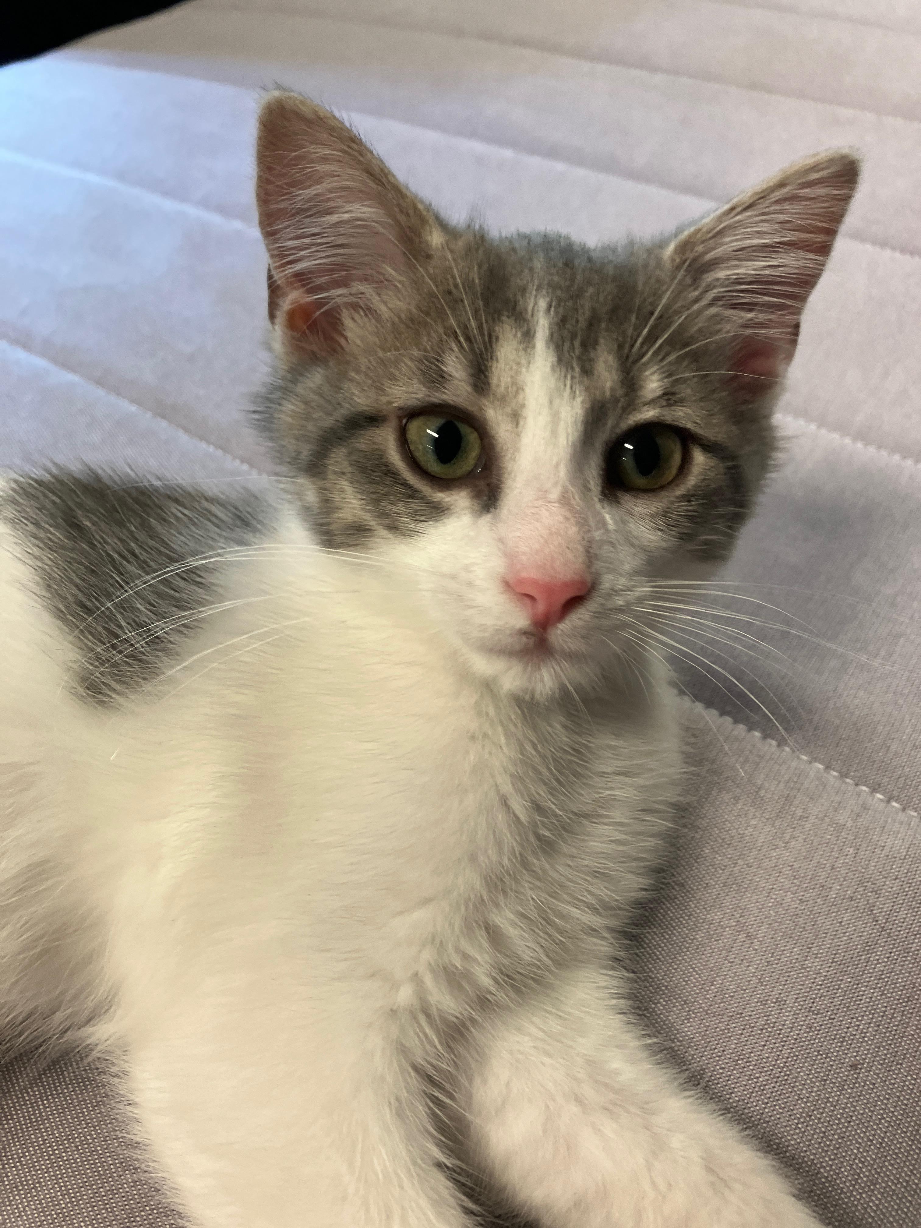 Rolo, a ADOPTABLE Domestic Medium Hair in China Township, MI image 5/6
