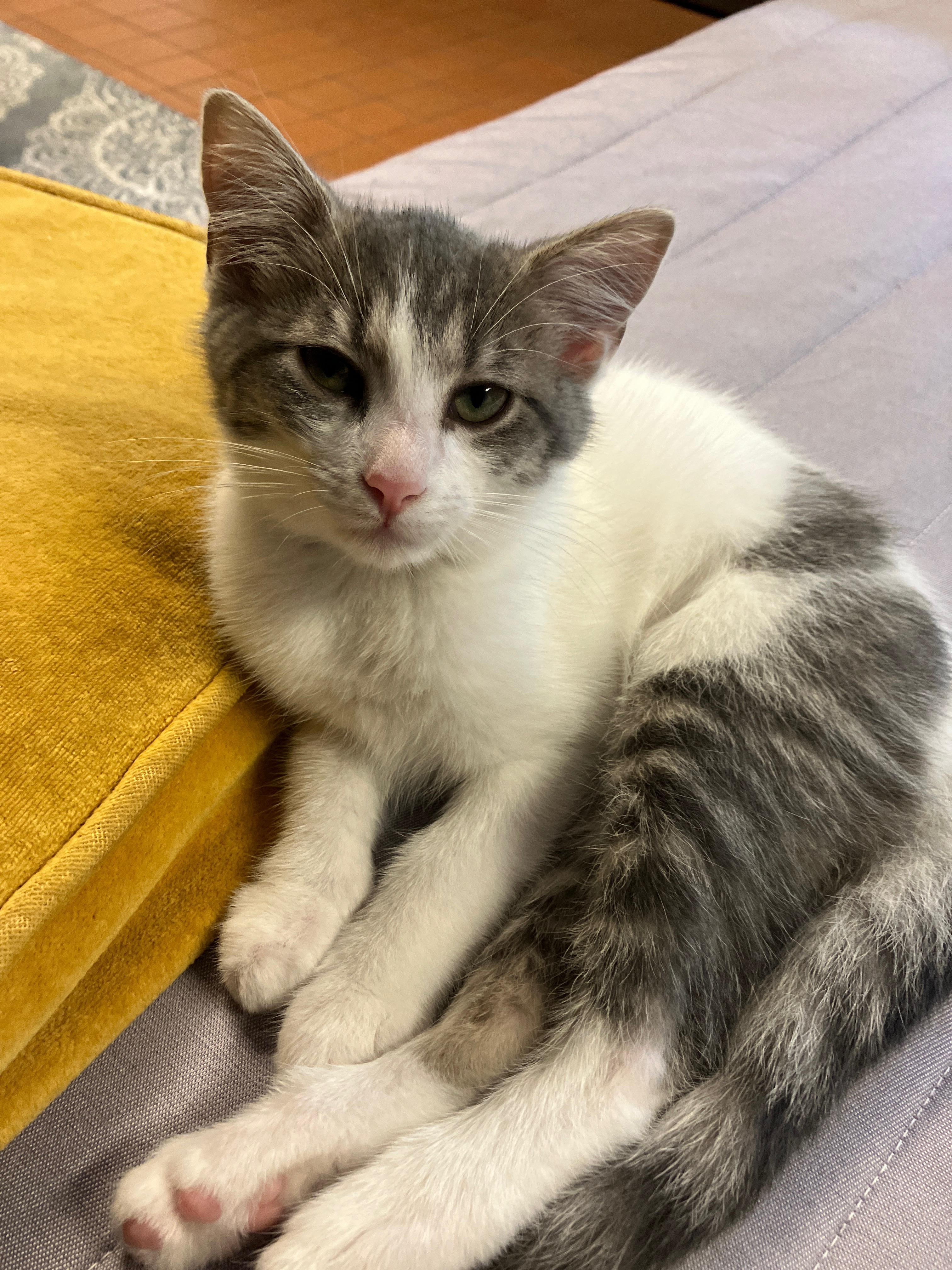 Rolo, a ADOPTABLE Domestic Medium Hair in China Township, MI image 6/6