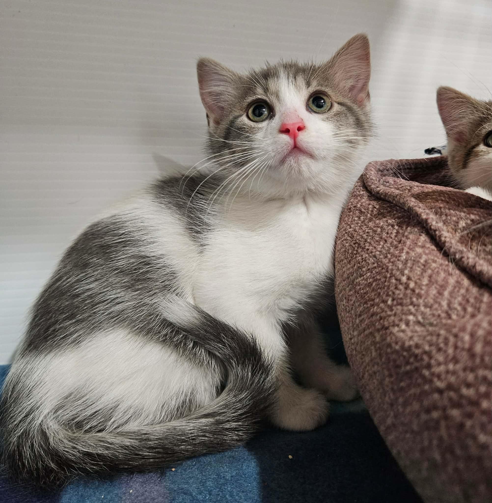 Rolo, a ADOPTABLE Domestic Medium Hair in China Township, MI image 3/6