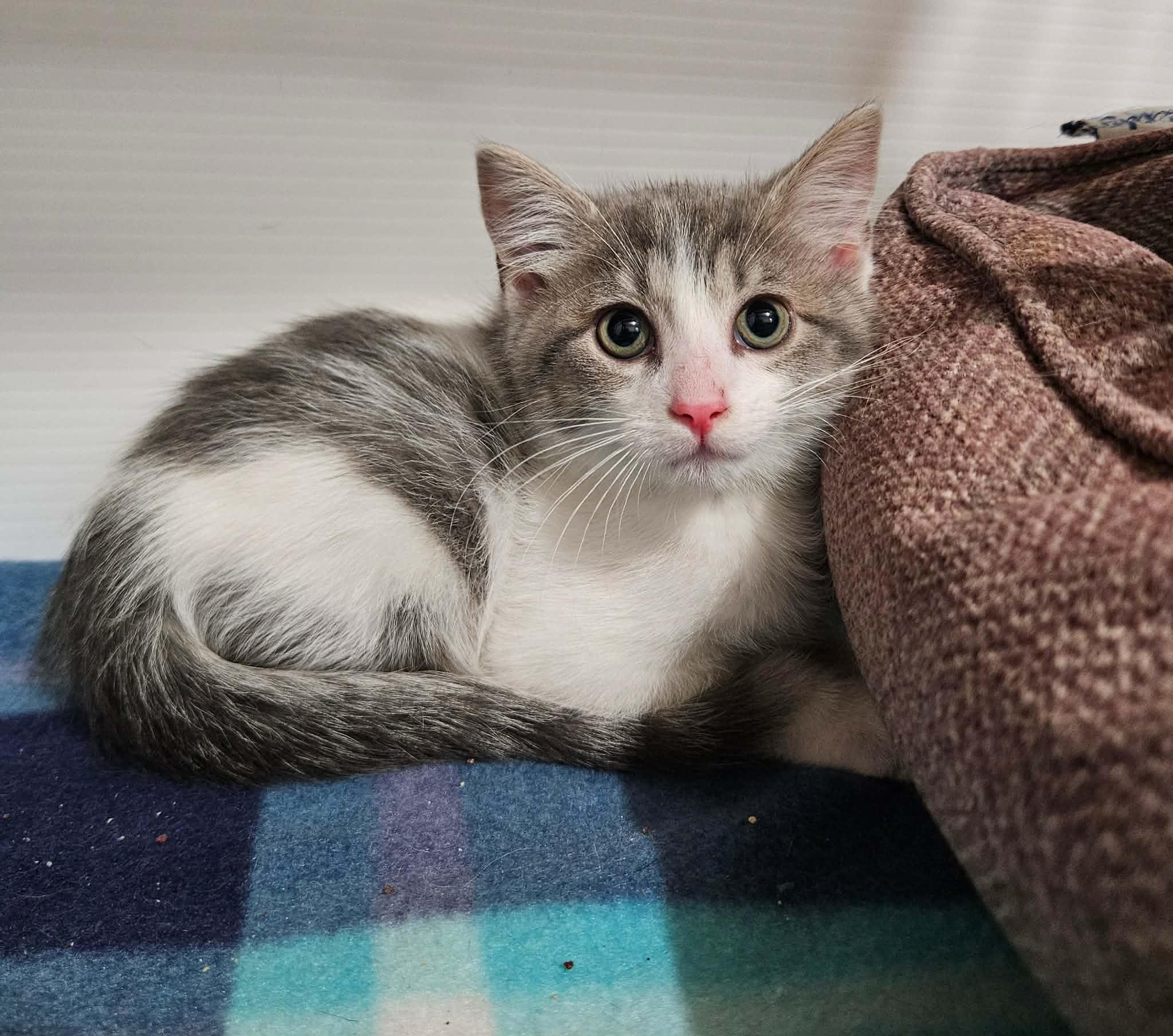 Rolo, a ADOPTABLE Domestic Medium Hair in China Township, MI image 2/6