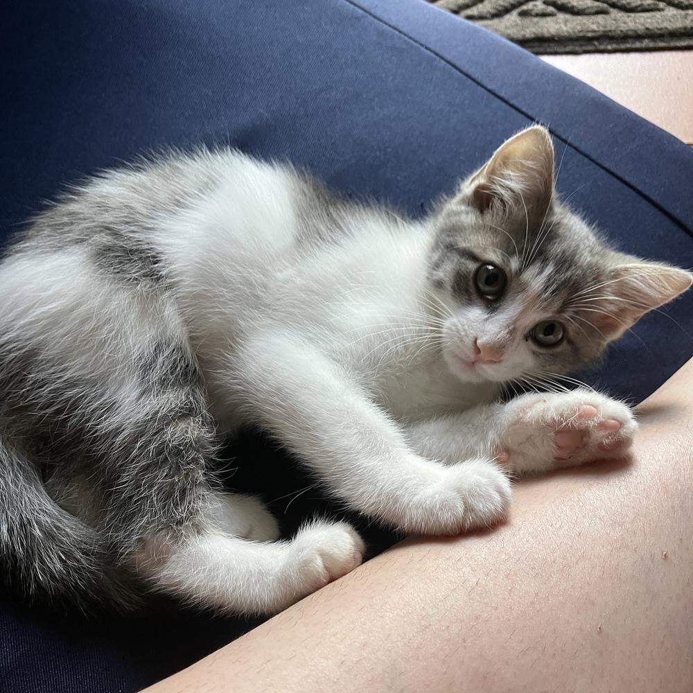 Rolo, ADOPTABLE, Kitten Female Domestic Medium Hair.