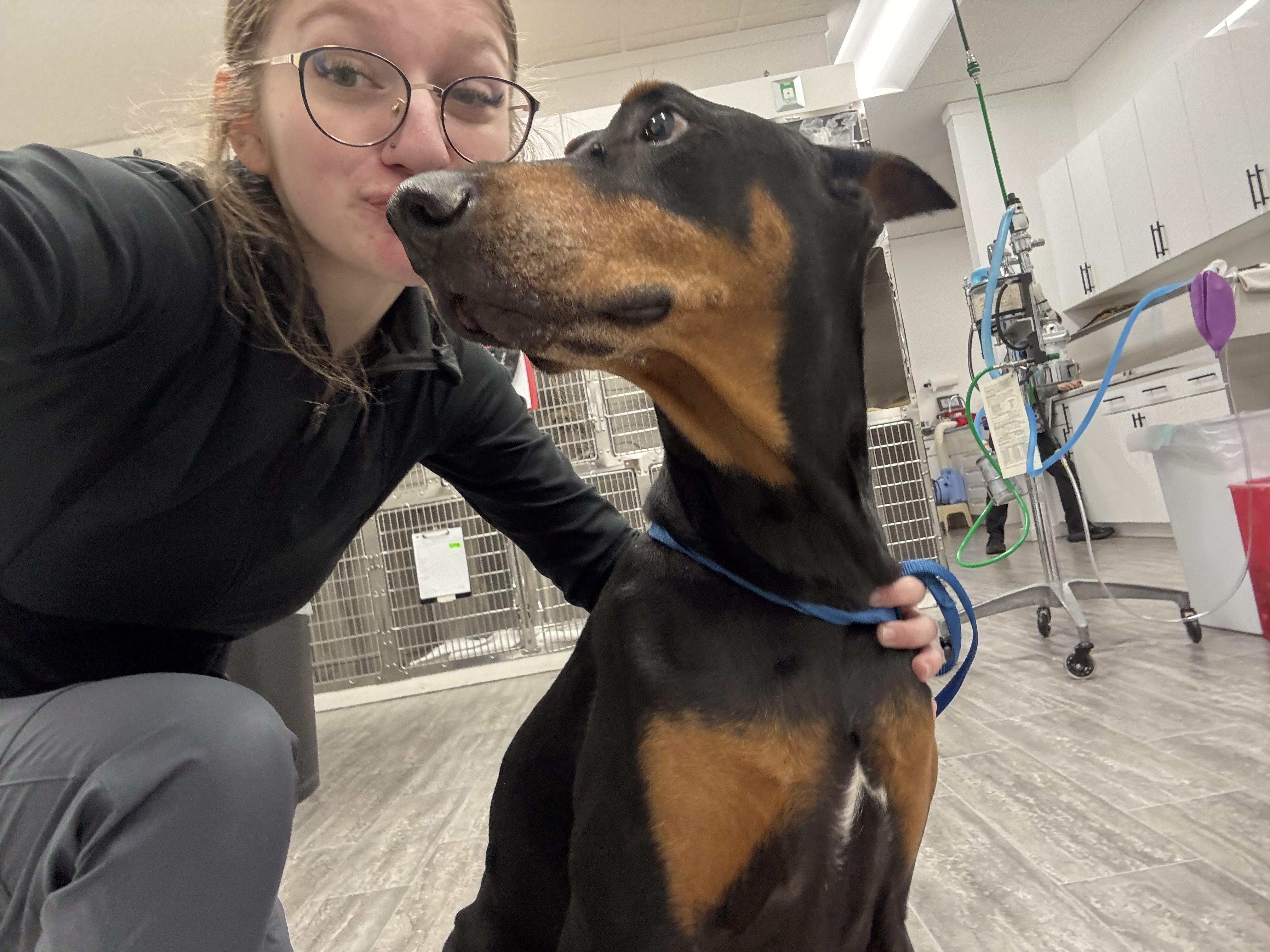 Diesel, Adopted, Senior Male Doberman Pinscher.