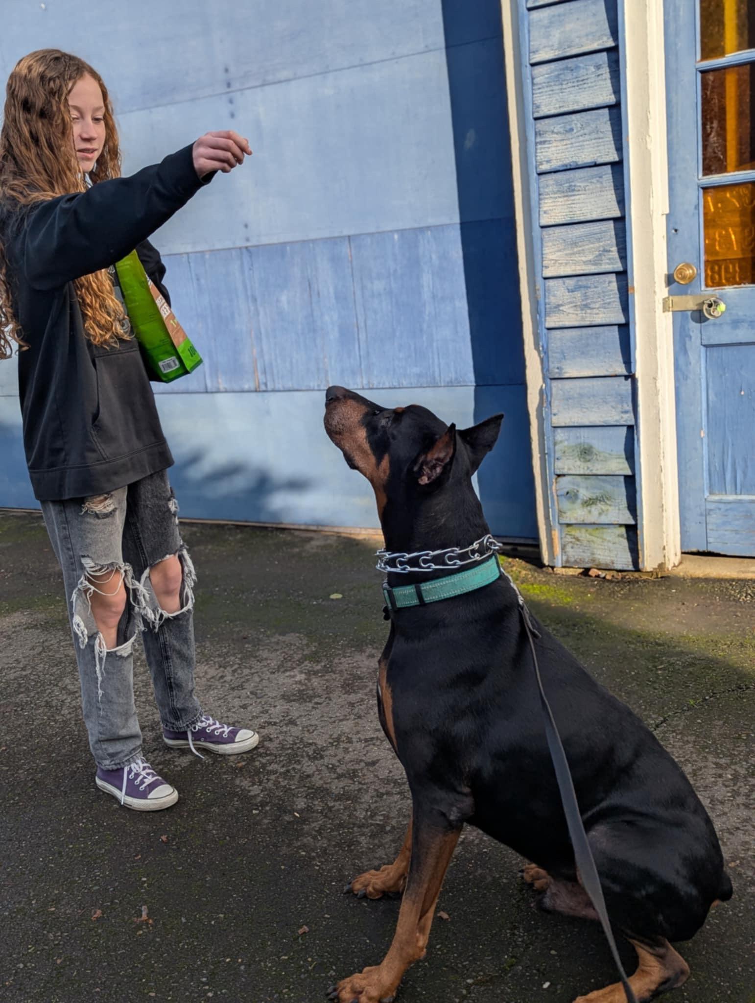 Diesel, a Adopted Doberman Pinscher in Shoreline, WA image 2/6
