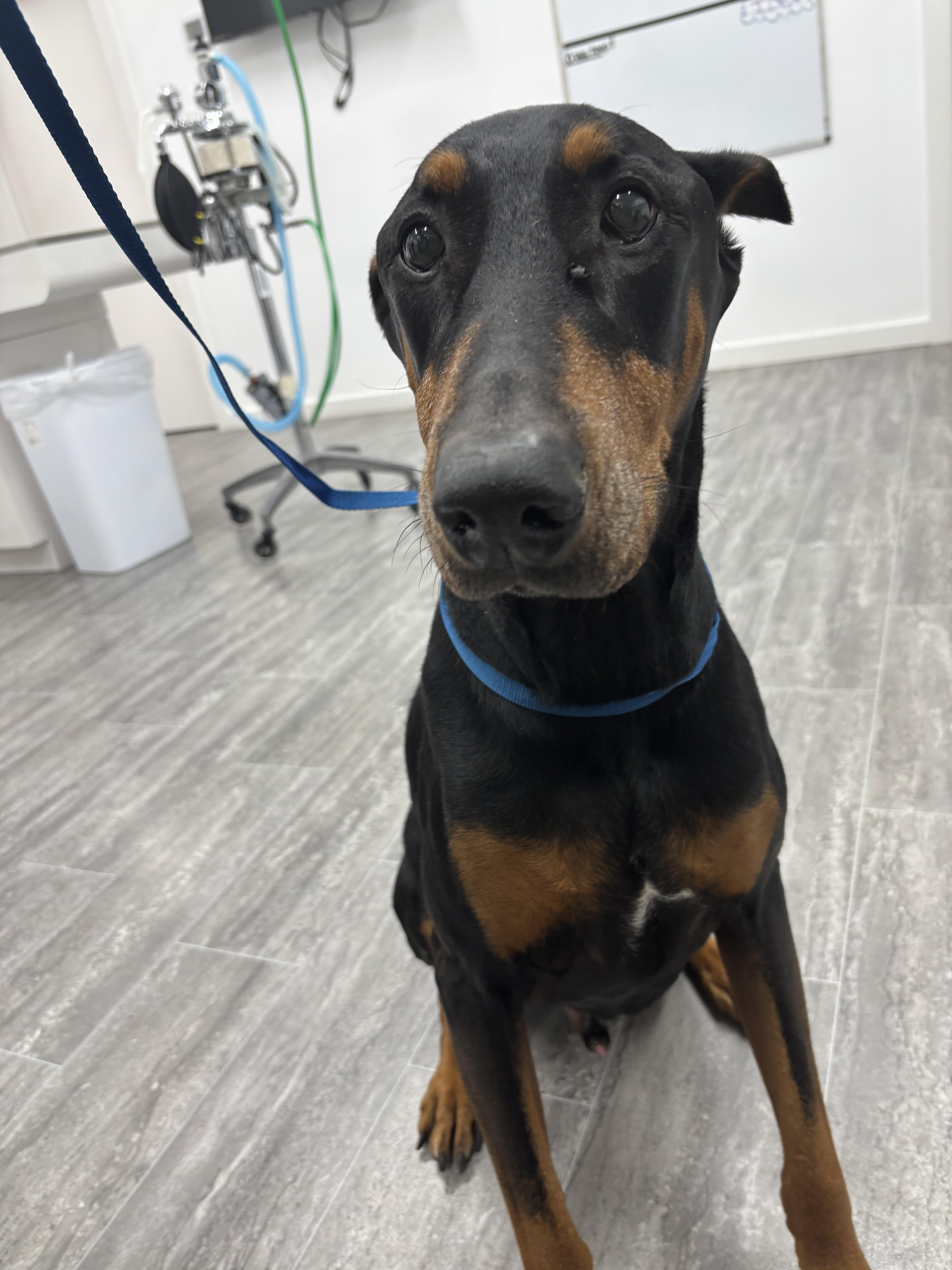 Diesel, a Adopted Doberman Pinscher in Shoreline, WA image 3/6