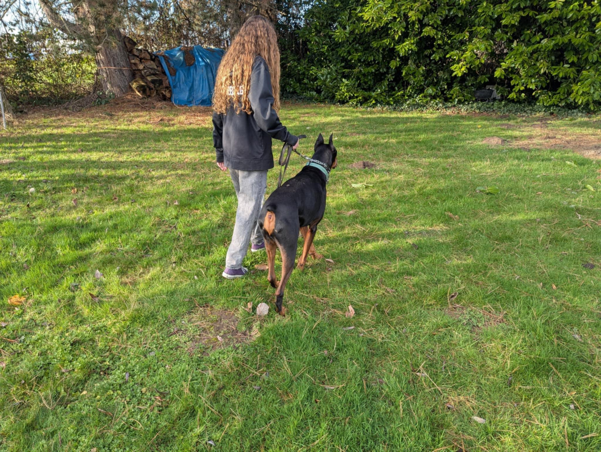 Diesel, a Adopted Doberman Pinscher in Shoreline, WA image 4/6