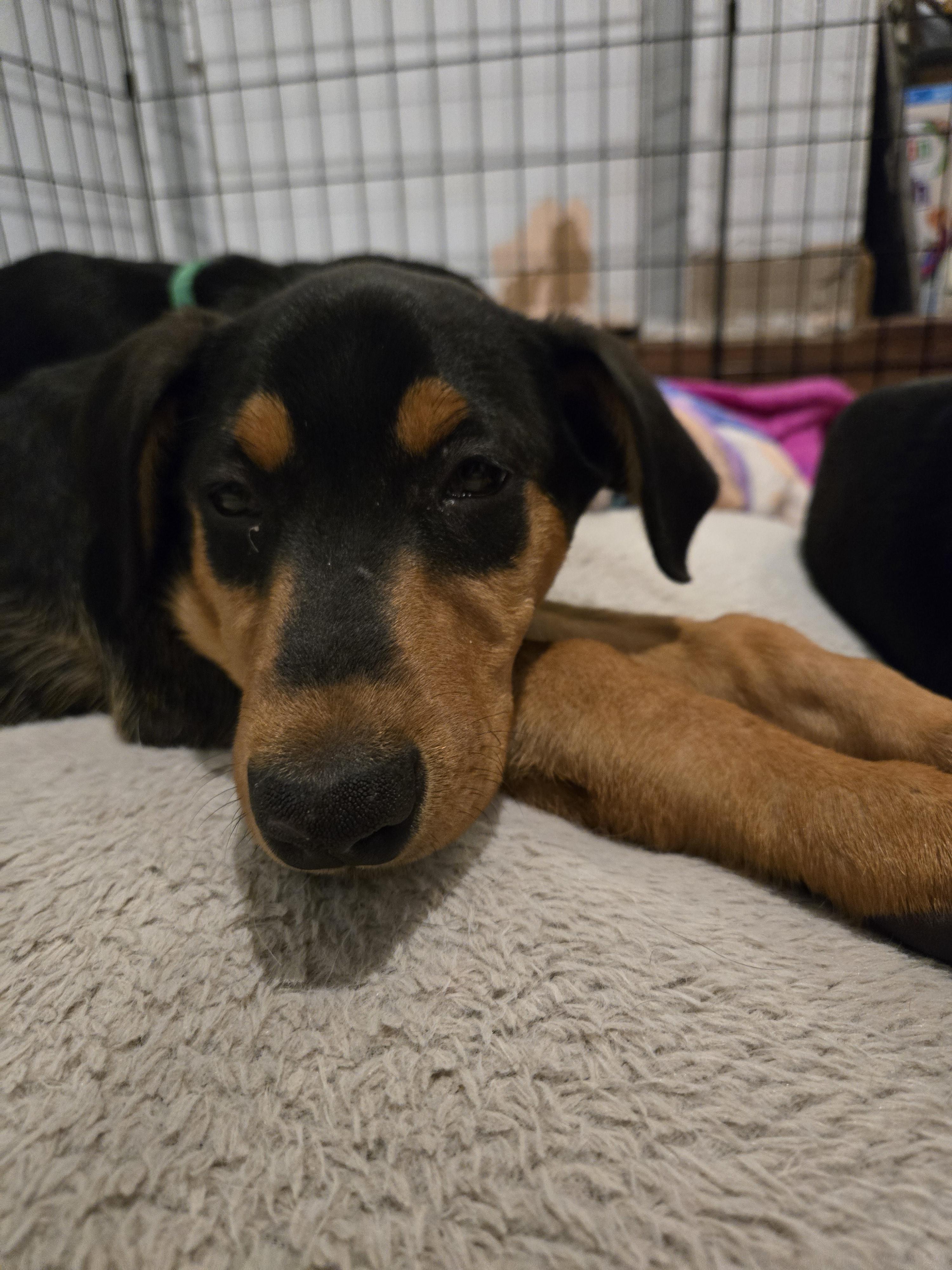 Ginny, Adopted, Young Female Doberman Pinscher.