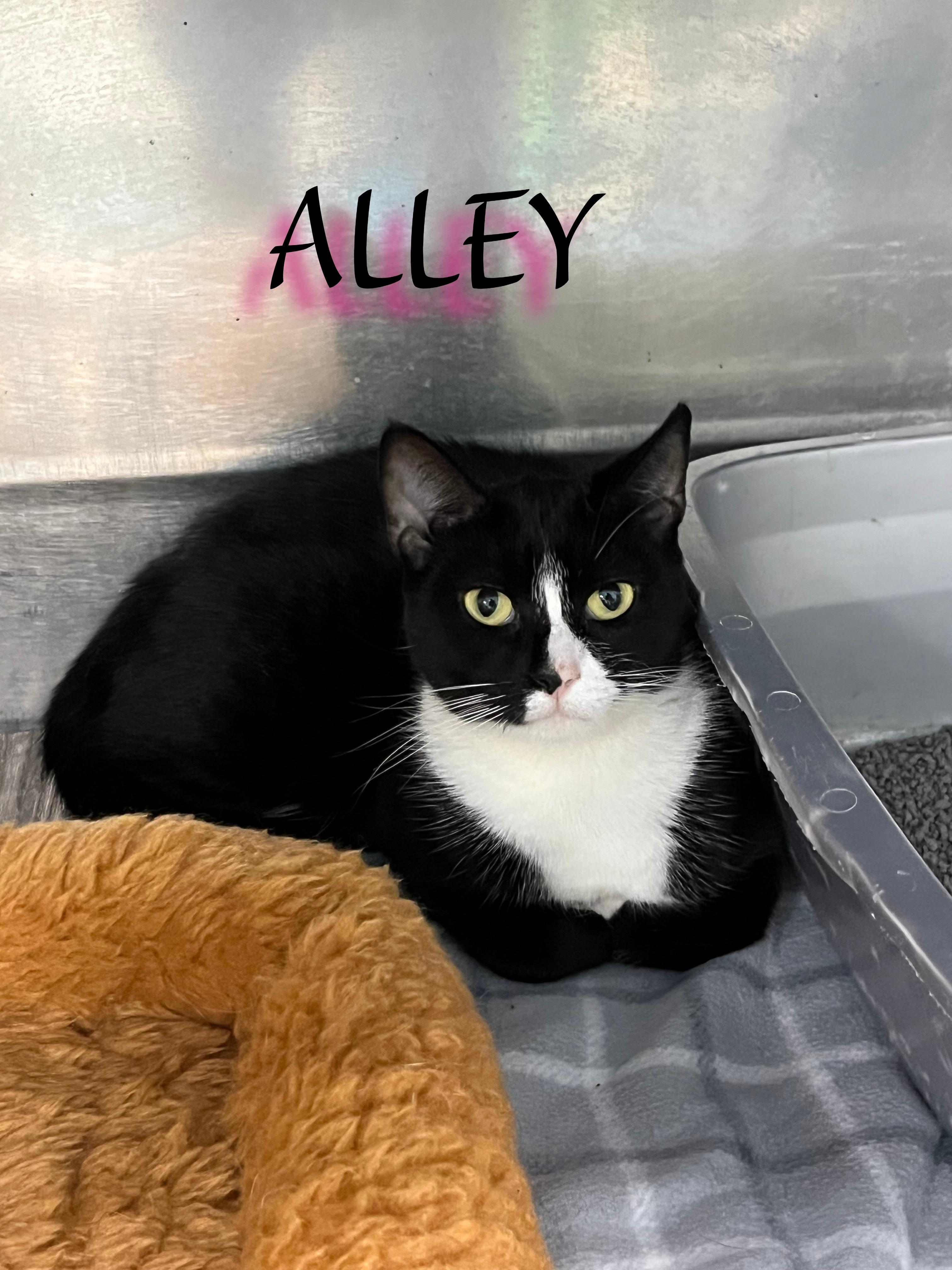 Alley, Adoptable, Young Female Tuxedo.