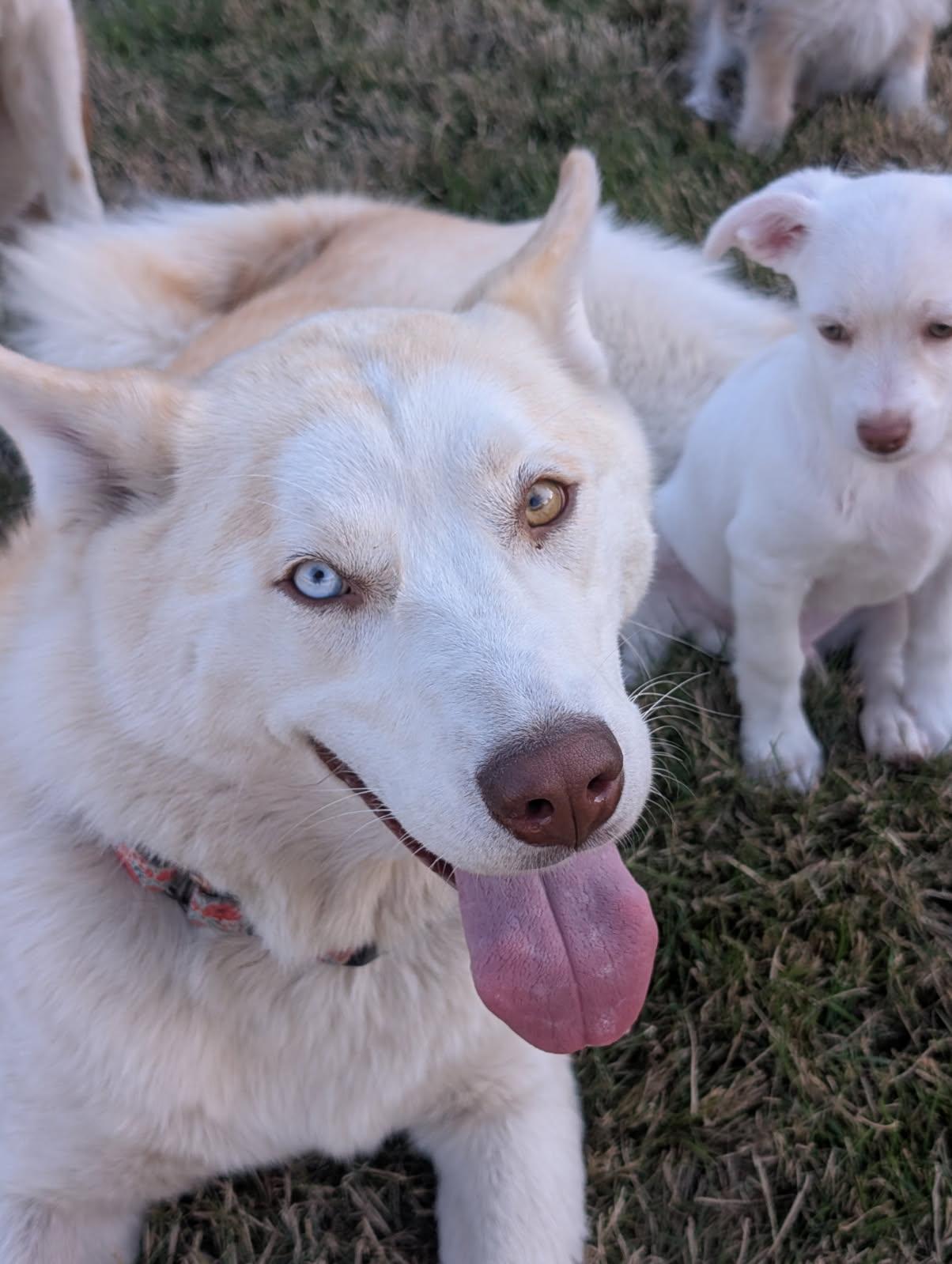 Keisha, Adoptable, Adult Female Siberian Husky.