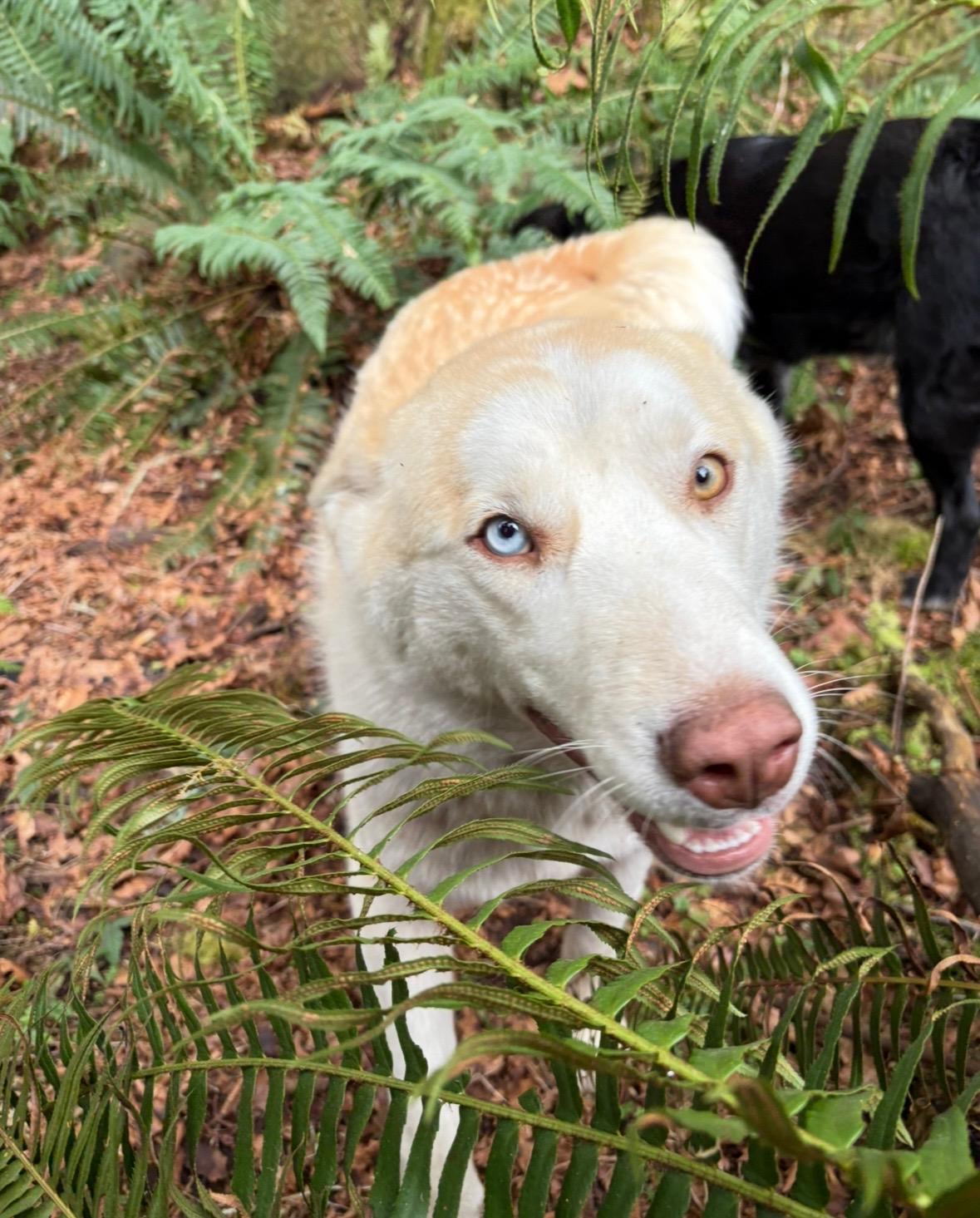 Keisha, a Adoptable Siberian Husky in Sammamish, WA image 5/6