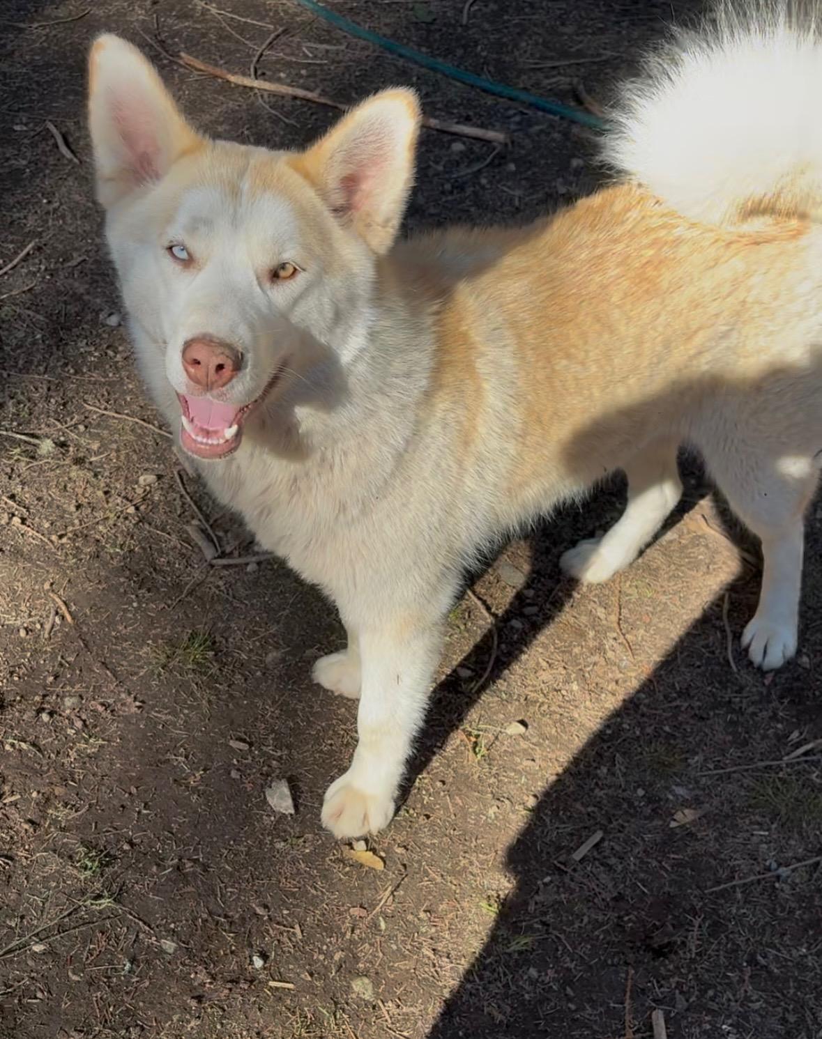 Keisha, a Adoptable Siberian Husky in Sammamish, WA image 2/6