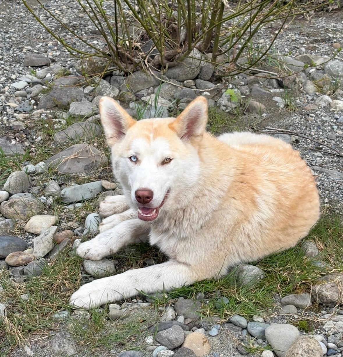 Keisha, a Adoptable Siberian Husky in Sammamish, WA image 6/6