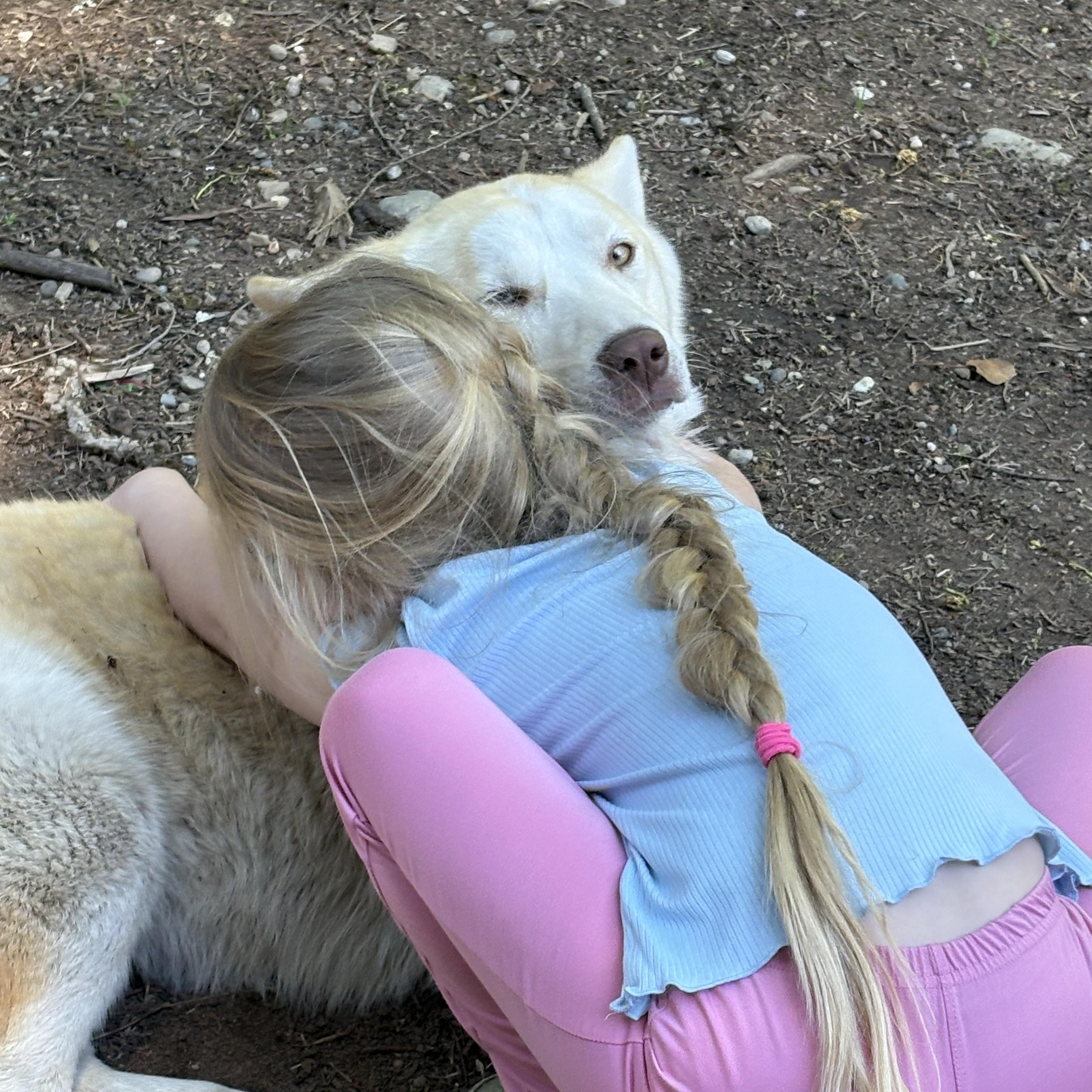 Keisha, a Adoptable Siberian Husky in Sammamish, WA image 3/6