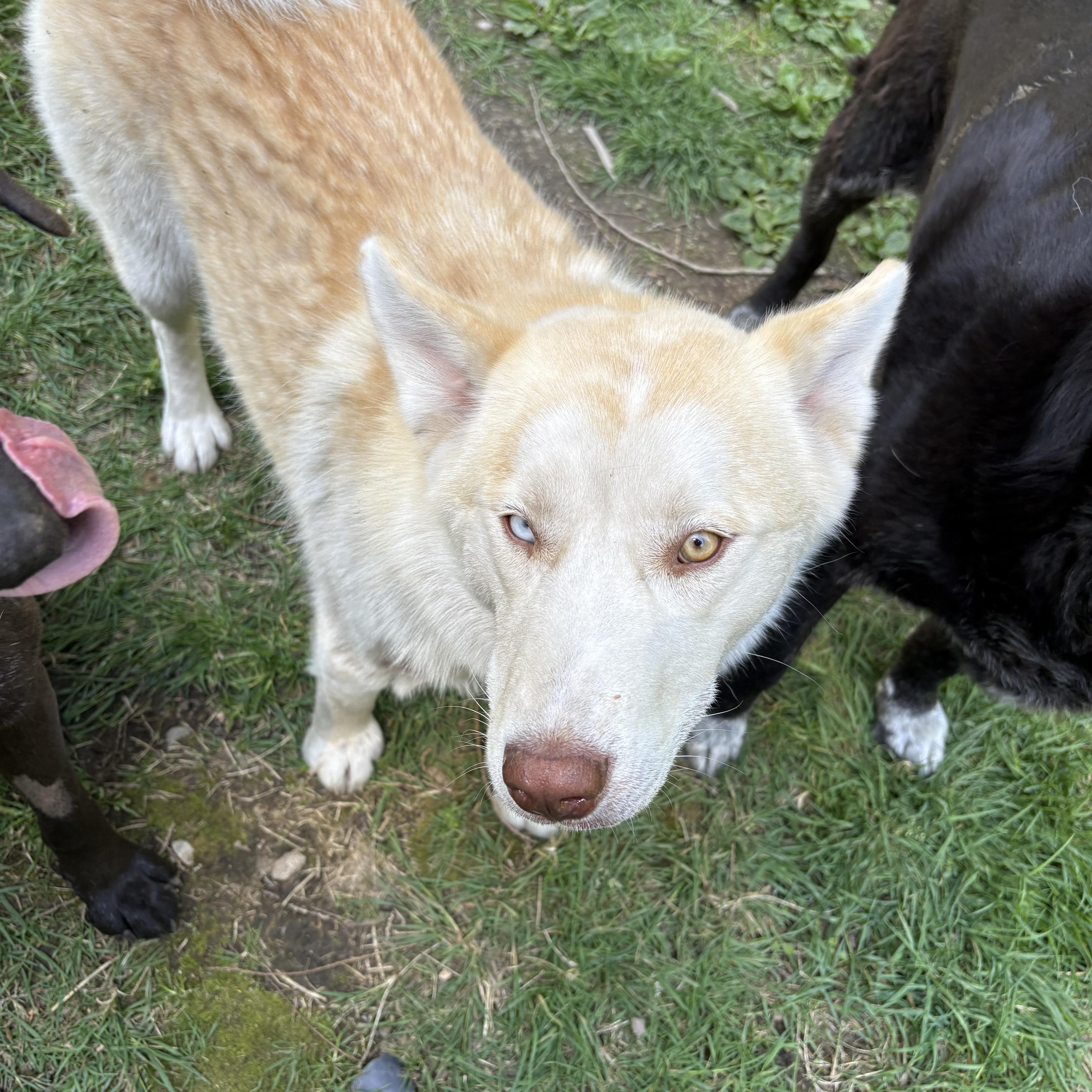 Keisha, a Adoptable Siberian Husky in Sammamish, WA image 4/6