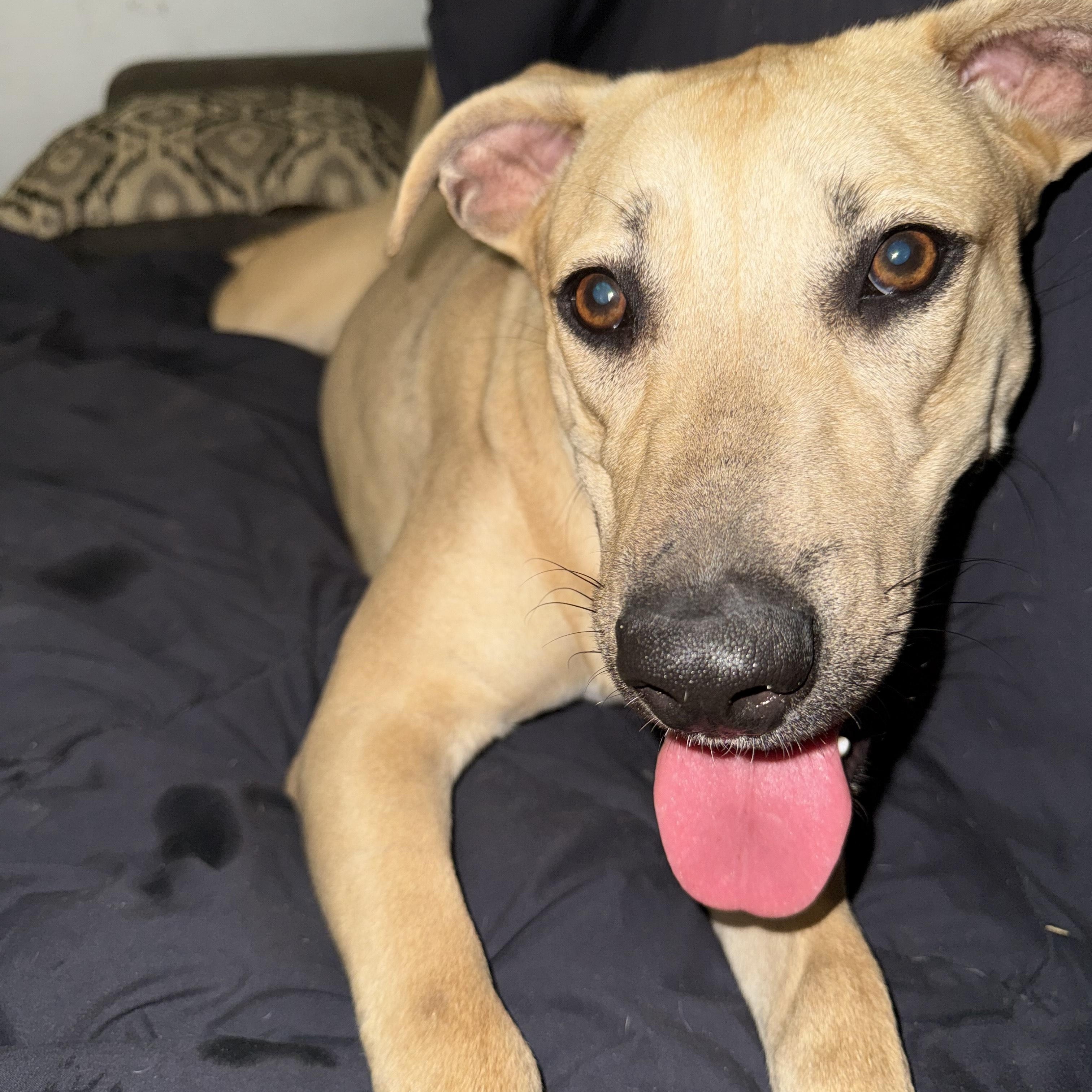 Latte — thumbnail 2