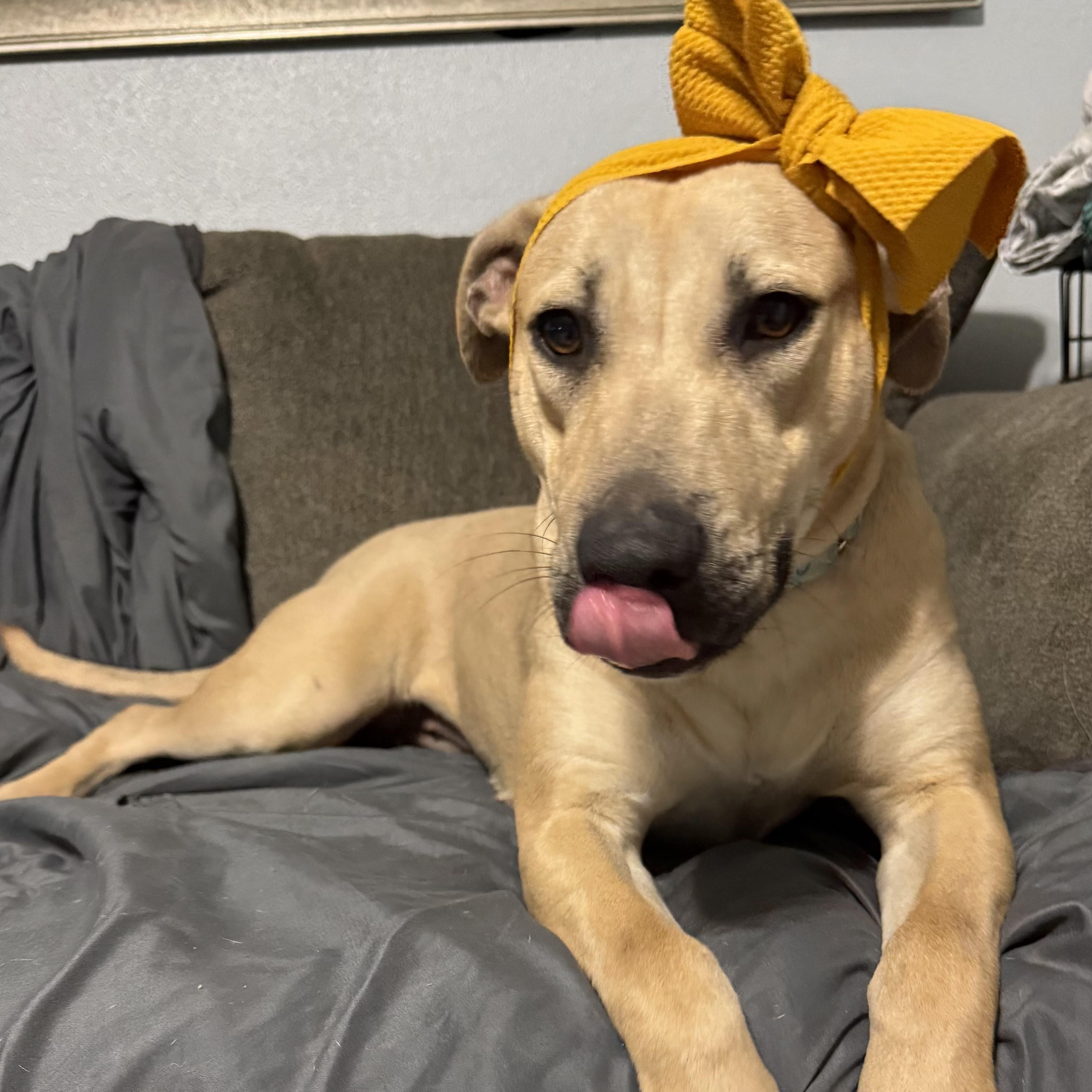 Latte — thumbnail 4