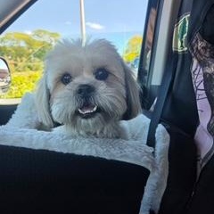 Cato - COMING SOON, Adoptable, Young Male Shih Tzu & Lhasa Apso.