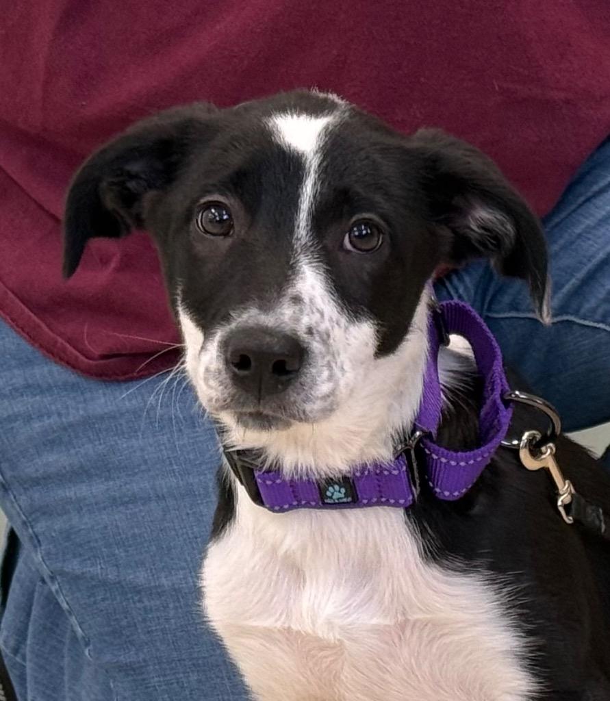 Dash, ADOPTABLE, Puppy Female Border Collie.